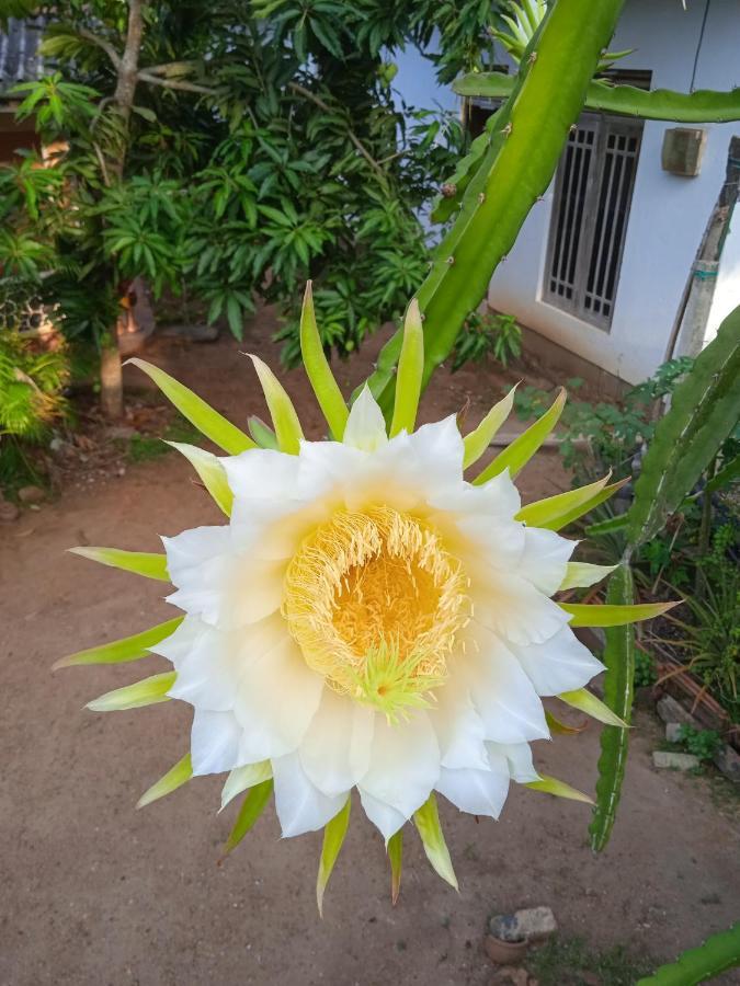 Sanaya Homestay Tangalle Exteriör bild